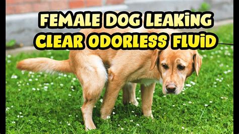 It may depend on how much water she drank the previous day, or it may be that her muscles relax more sometimes during sleep. . Female dog leaking smelly fluid